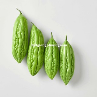 2 Gram - Hạt Giống Khổ Qua Phương Nam
