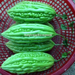 2 Gram - Hạt Giống Khổ Qua Phương Nam