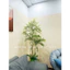 cây nam thiên trúc 1m65/1m8 - cây giả trang trí