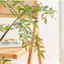 cây nam thiên trúc 1m65/1m8 - cây giả trang trí