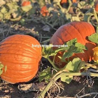 5 Hạt- Hạt Giống Bí Ngô Khổng Lồ Phương Nam