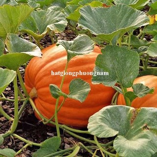 5 Hạt- Hạt Giống Bí Ngô Khổng Lồ Phương Nam
