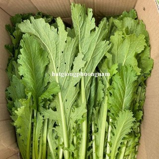 10 Gram - Hạt Giống Cải Mèo Phương Nam
