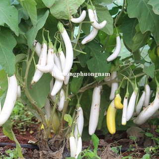 50 Hạt - Hạt Giống Cà Trắng Ngà Voi Phương Nam