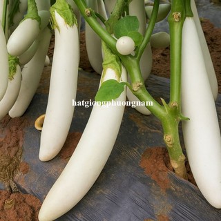 50 Hạt - Hạt Giống Cà Trắng Ngà Voi Phương Nam