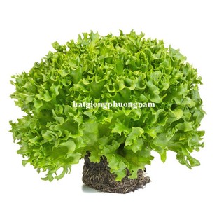 0.5 Gram - Hạt Giống Xà Lách Thủy Tinh Khổng Lồ Phương Nam