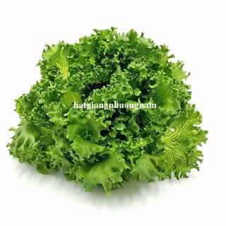 0.5 Gram - Hạt Giống Xà Lách Thủy Tinh Khổng Lồ Phương Nam