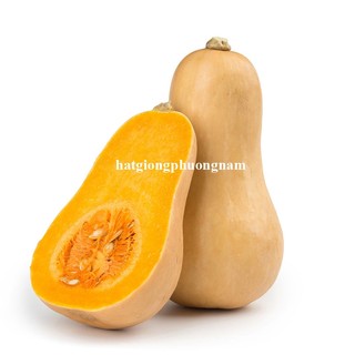 10 Hạt - Hạt Giống Bí Bơ Siêu Trái Mỹ Phương Nam