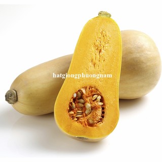 10 Hạt - Hạt Giống Bí Bơ Siêu Trái Mỹ Phương Nam
