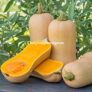 10 Hạt - Hạt Giống Bí Bơ Siêu Trái Mỹ Phương Nam