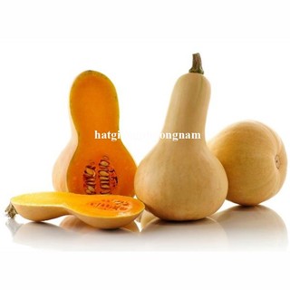 10 Hạt - Hạt Giống Bí Bơ Siêu Trái Mỹ Phương Nam