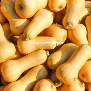 10 Hạt - Hạt Giống Bí Bơ Siêu Trái Mỹ Phương Nam