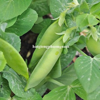 10 Gram - Hạt Giống Đậu Hà Lan Ăn Quả Phương Nam