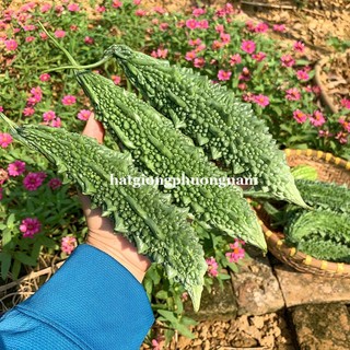10 Hạt - Hạt Giống Khổ Qua Gai Xanh Phương Nam