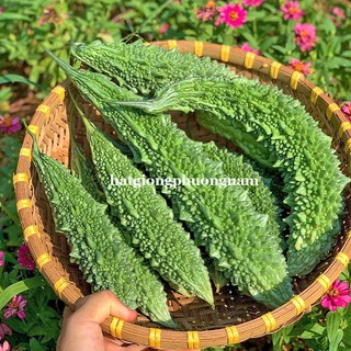 10 Hạt - Hạt Giống Khổ Qua Gai Xanh Phương Nam