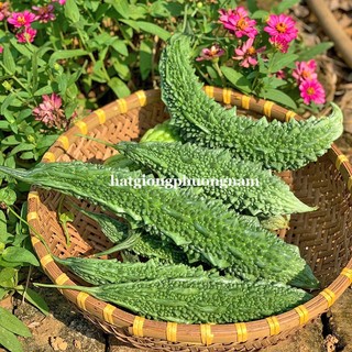 10 Hạt - Hạt Giống Khổ Qua Gai Xanh Phương Nam