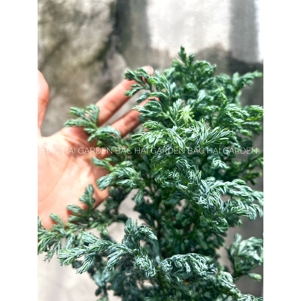 Tuyết Tùng để bàn đẹp- Cây xanh trang trí nội ngoại thất Bác Hai Garden- Ship hoả tốc