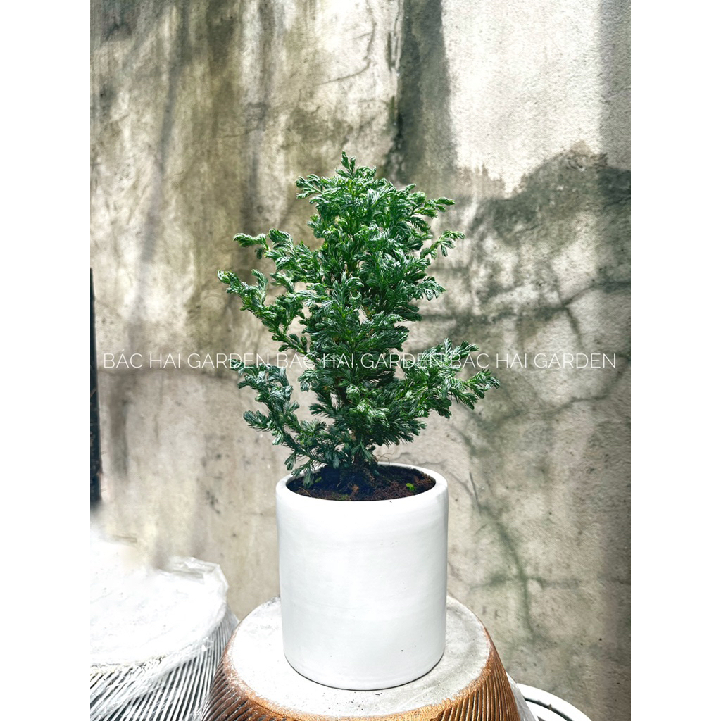 Tuyết Tùng để bàn đẹp- Cây xanh trang trí nội ngoại thất Bác Hai Garden- Ship hoả tốc