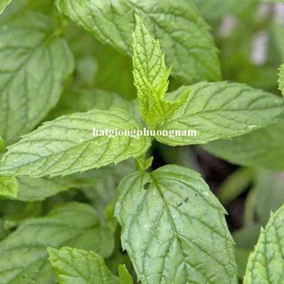 Hạt Giống Bạc Hà Peppemint Phương Nam