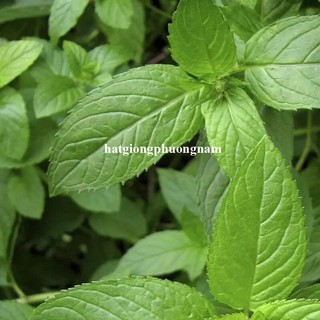 Hạt Giống Bạc Hà Peppemint Phương Nam