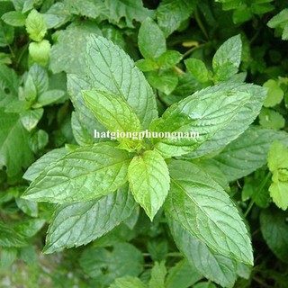 Hạt Giống Bạc Hà Peppemint Phương Nam