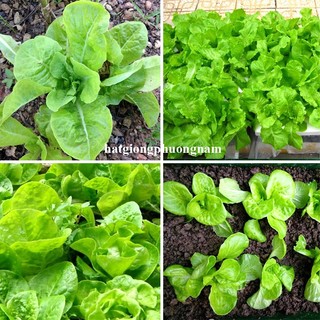 10 Gram - Hạt Giống Xà Lách Dún Vàng Phương Nam
