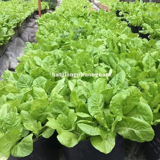 10 Gram - Hạt Giống Xà Lách Dún Vàng Phương Nam