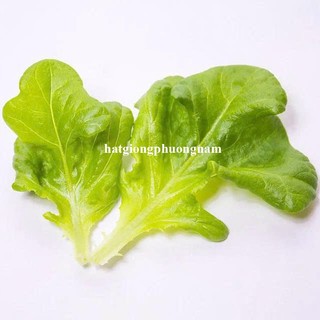 10 Gram - Hạt Giống Xà Lách Dún Vàng Phương Nam