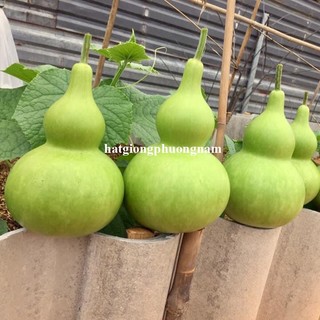 20 Hạt - Hạt Giống Bầu Hồ Lô Phương Nam