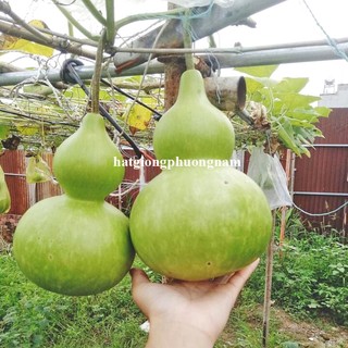 20 Hạt - Hạt Giống Bầu Hồ Lô Phương Nam