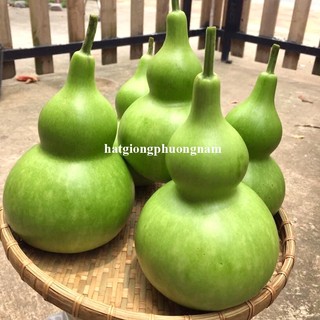20 Hạt - Hạt Giống Bầu Hồ Lô Phương Nam