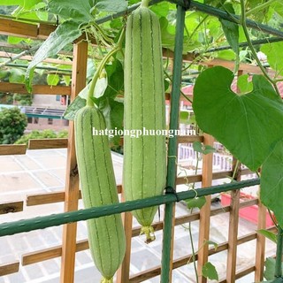 2 Gram - Hạt Giống Mướp Hương  Phương Nam