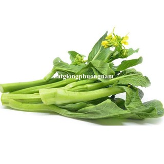 5 Gram - Hạt Giống Cải Ngọt Ăn Bông Thái Phương Nam