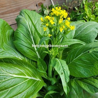 5 Gram - Hạt Giống Cải Ngọt Ăn Bông Thái Phương Nam