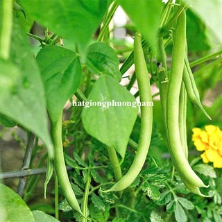 20 Gram - Hạt Giống Đậu Cove Hạt Đen Phương Nam