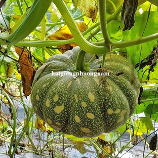 10 Hạt - Hạt Giống Bí Đỏ Trái Tròn Phương Nam