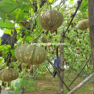 10 Hạt - Hạt Giống Bí Đỏ Trái Tròn Phương Nam