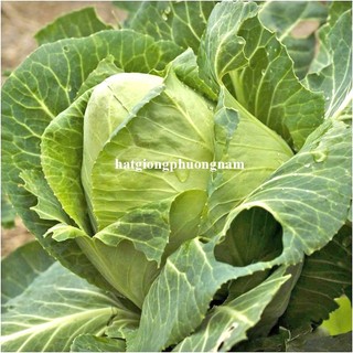 0,5 Gram - Hạt Giống Bắp Cải Trái Tim Chịu Nhiệt Phương Nam