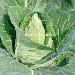 0,5 Gram - Hạt Giống Bắp Cải Trái Tim Chịu Nhiệt Phương Nam