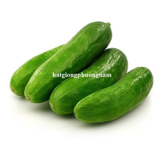 10 Hạt - Hạt Giống Dưa Leo Không Hạt Trái Ngắn Phương Nam