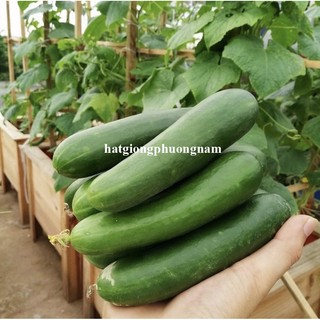 10 Hạt - Hạt Giống Dưa Leo Không Hạt Trái Ngắn Phương Nam