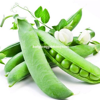20 Gram - Hạt Giống Đậu Hà Lan Phương Nam