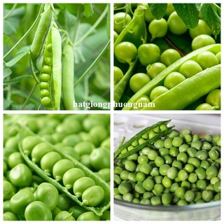 20 Gram - Hạt Giống Đậu Hà Lan Phương Nam