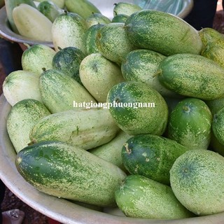30 Hạt - Hạt Giống Dưa Chuột Mèo Bản Địa Phương Nam