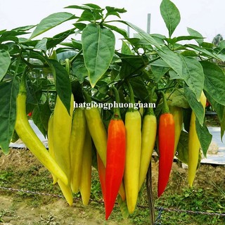 20 Hạt - Hạt Giống Ớt Sừng Vàng Phương Nam