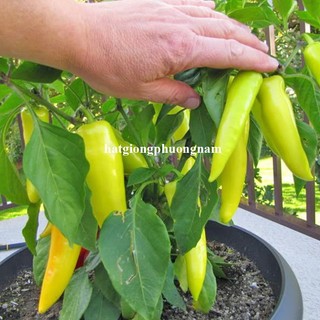 20 Hạt - Hạt Giống Ớt Sừng Vàng Phương Nam