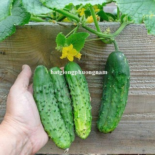 15 Hạt - Hạt Giống Dưa Chuột Bụi 60 Cm Siêu Giòn Phương Nam