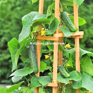 15 Hạt - Hạt Giống Dưa Chuột Bụi 60 Cm Siêu Giòn Phương Nam