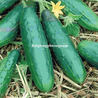15 Hạt - Hạt Giống Dưa Chuột Bụi 60 Cm Siêu Giòn Phương Nam
