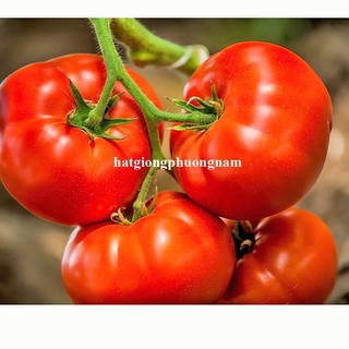 50 Hạt - Hạt Giống Cà Chua Chùm Bột Chịu Nhiệt Phương Nam